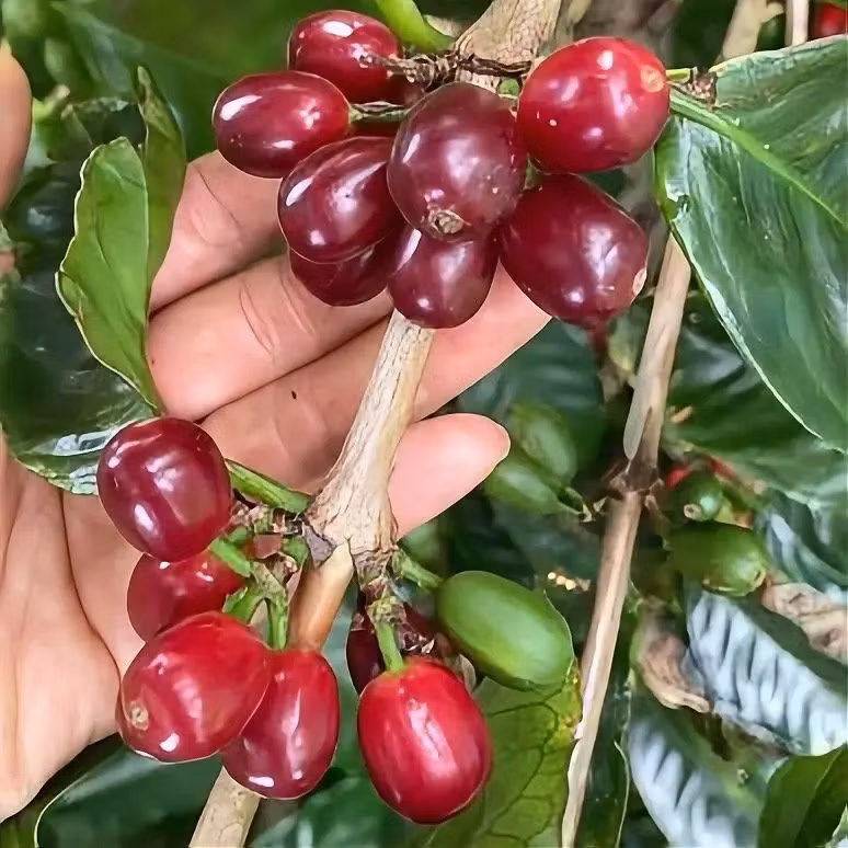 Geisha kaffe: Allt du behöver veta om en av världens mest exklusiva kaffeböna