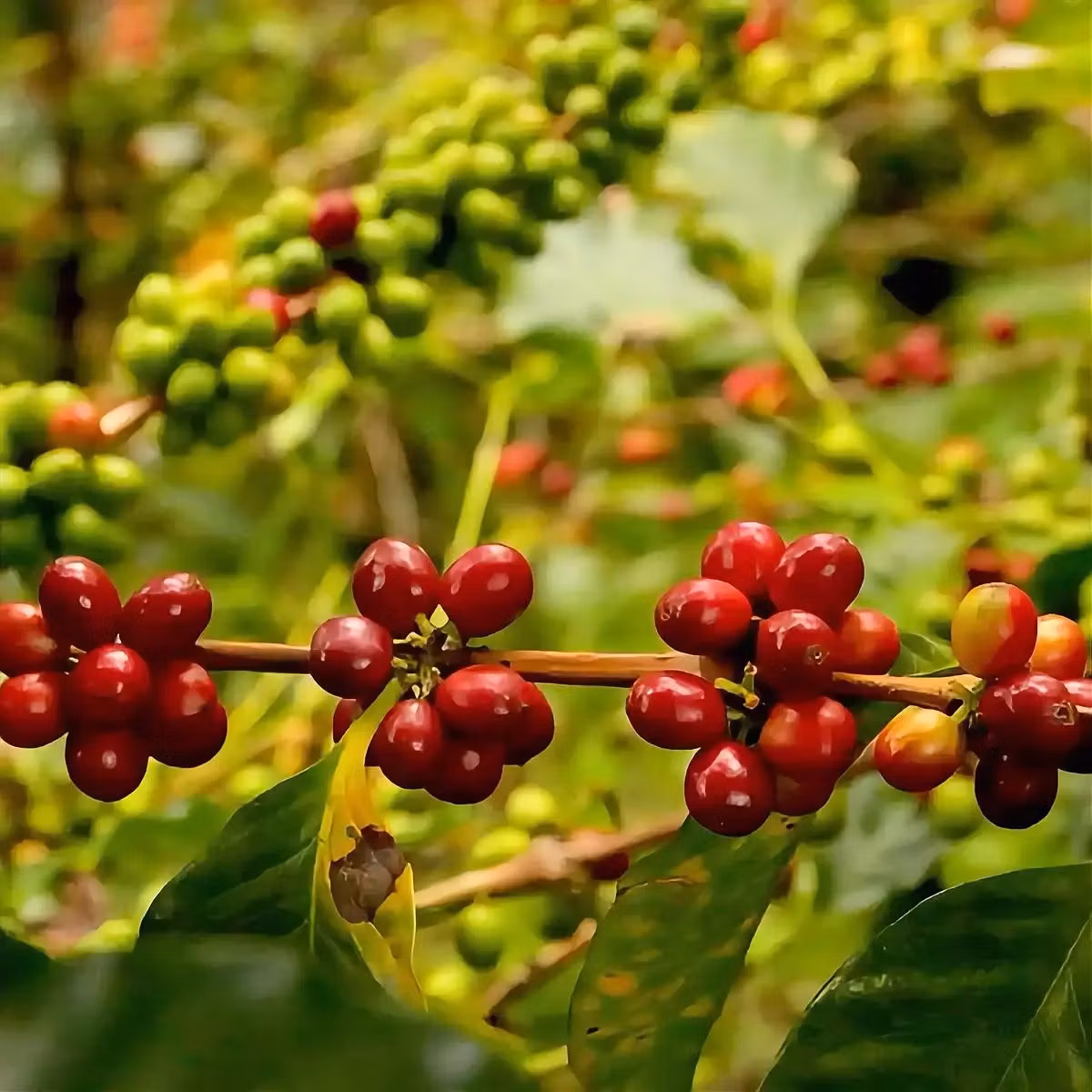 Vad är Heirloom-kaffe? Guiden till Etiopiens unika bönor | Hälla Kafferosteri
