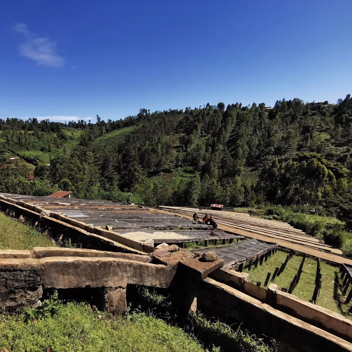Kaffe från Kenya: Smakprofiler, odling och varför det rankas i världstoppen