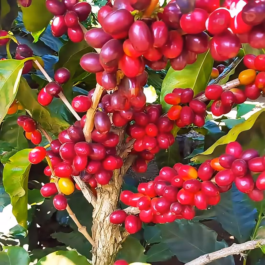 Vad är Maragogipe kaffe? Möt den unika elefantbönan | Hälla Kafferosteri