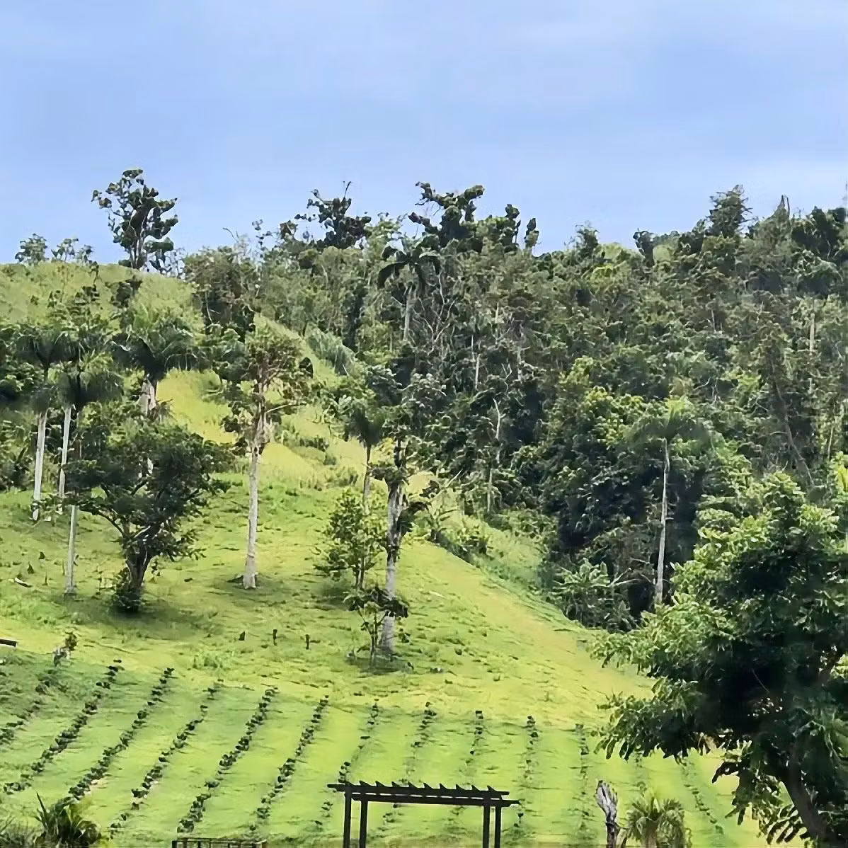 Specialkaffe från Puerto Rico: Från kungligt kaffe till modern renässans | Hälla Kafferosteri