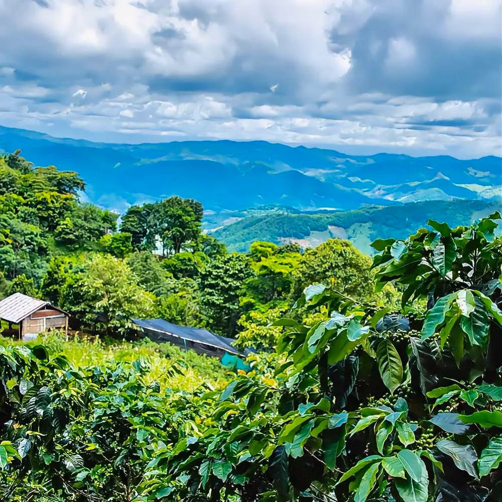 Kaffe från Thailand: Guide till historia, smakprofil och specialkaffe | Hälla Kafferosteri