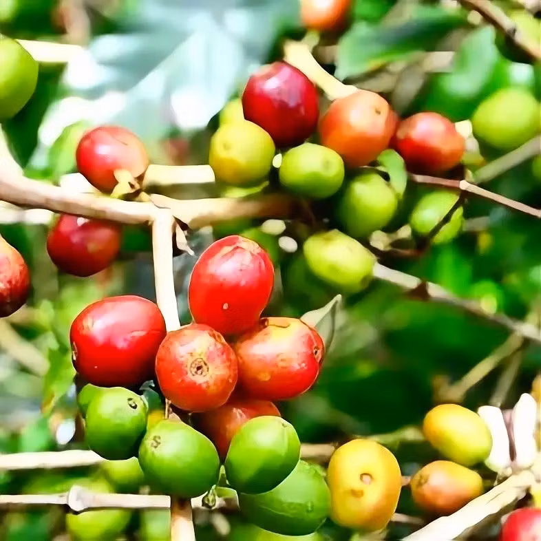Vad är Caturra? Guide till specialkaffets superplanta | Hälla Kafferosteri