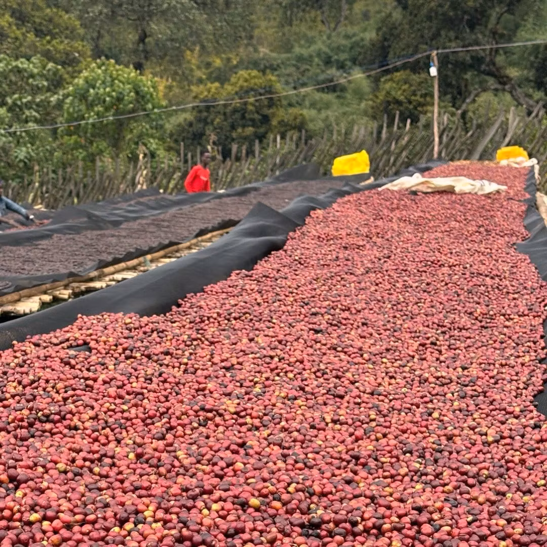 Natural Specialkaffe – Guide till Fruktigt & Specialty Coffee