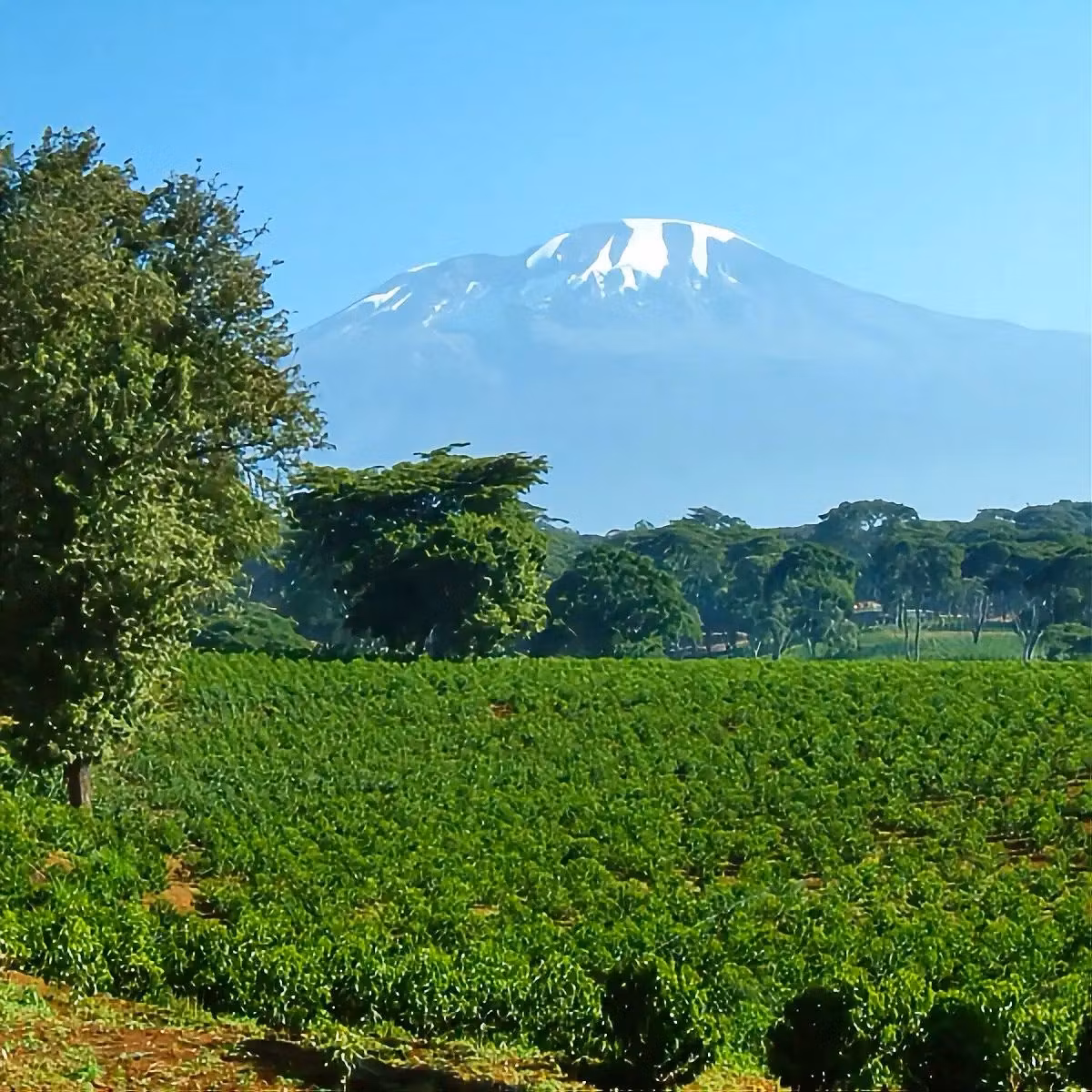 Kaffe från Tanzania: Historia, produktion & smak | Hälla Kafferosteri