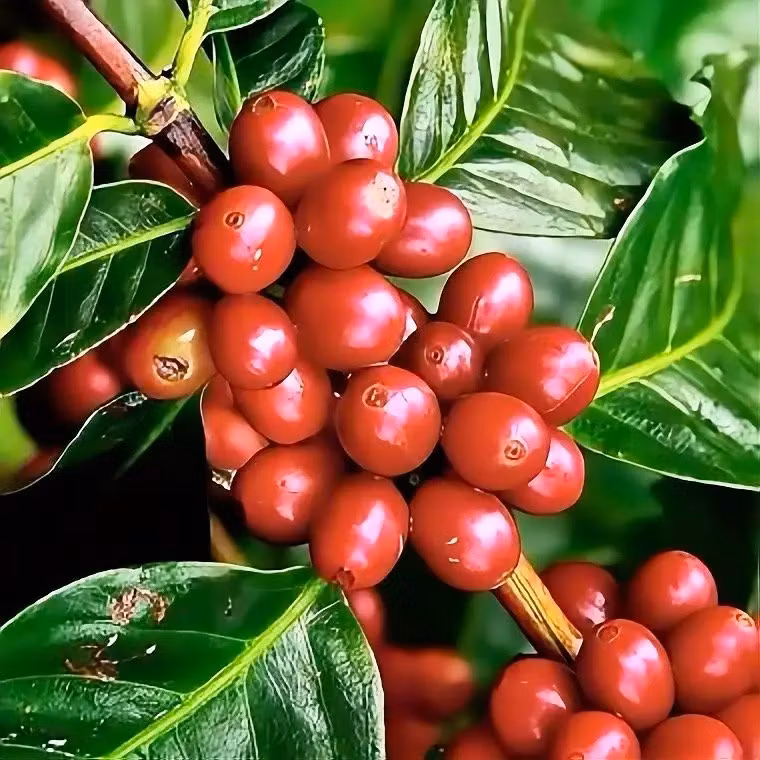 Vad är SL28 & SL34 kaffe? Ursprung & Smakprofil | Hälla Kafferosteri