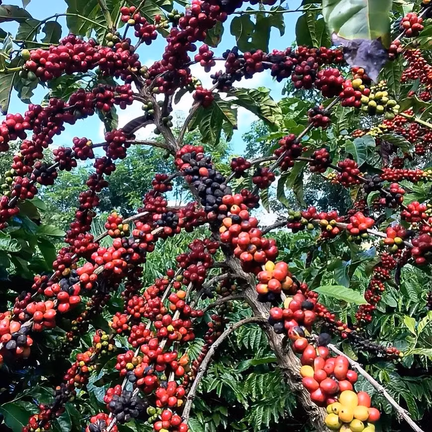 Kaffe från Myanmar – Historia, Shan Hills & Specialkaffe | Hälla Kafferosteri