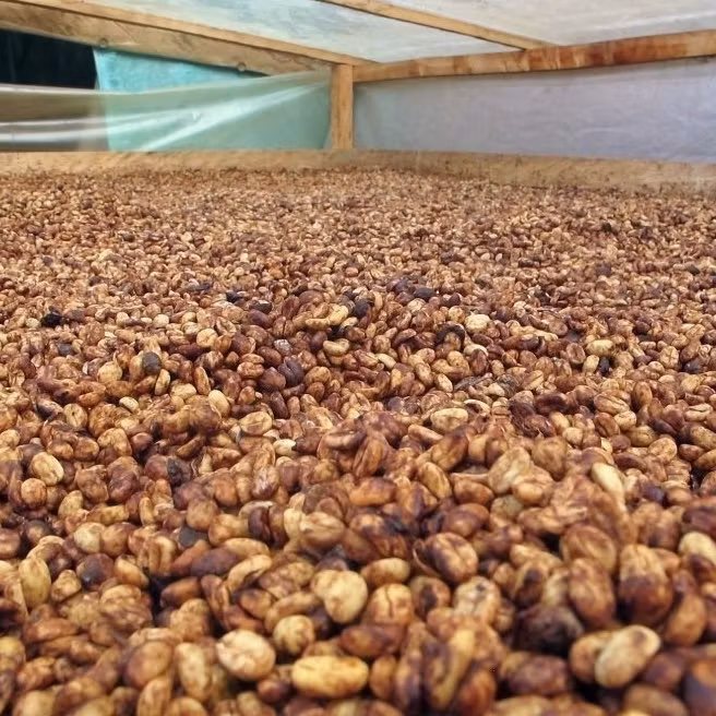 Vad är Honey Processat kaffe? | Hälla Kafferosteri