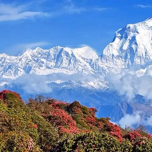 Specialkaffe från Nepal: Den dolda pärlan i Himalaya | Hälla Kafferosteri