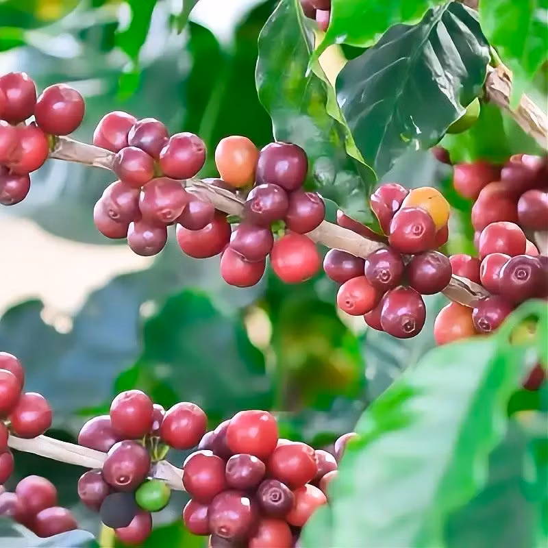 Vad är Catuaí? Guide till Latinamerikas favoritböna | Hälla Kafferosteri