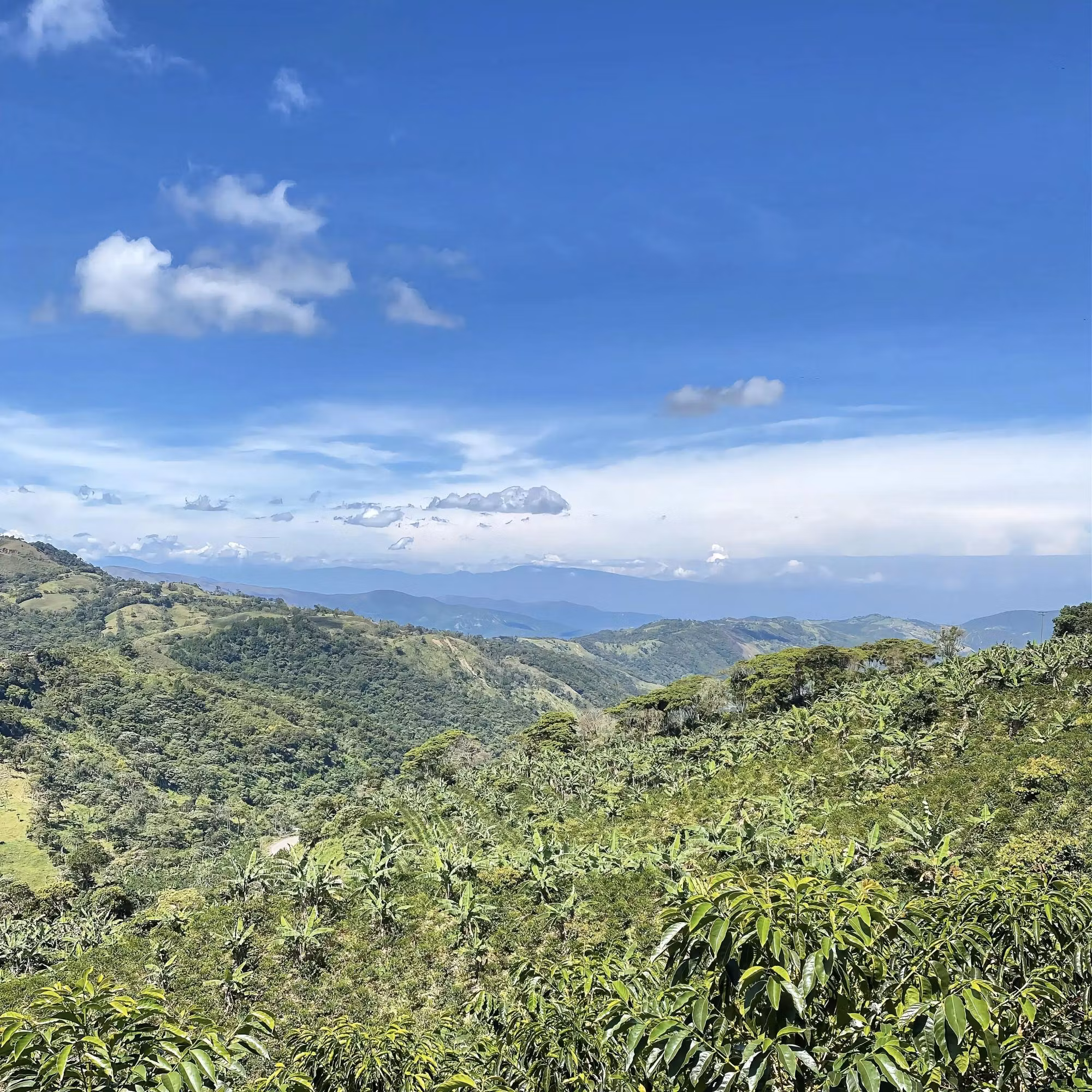 Specialkaffe i Venezuela: Hur kaffet trotsar krisen