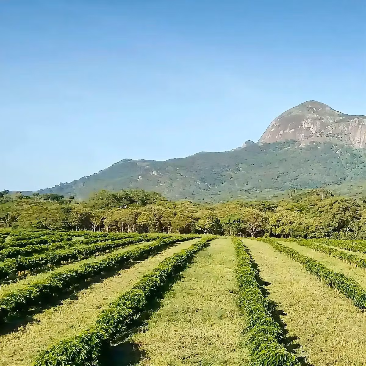 Kaffe från Malawi: En guide till Afrikas dolda kaffeskatt | Hälla Kafferosteri