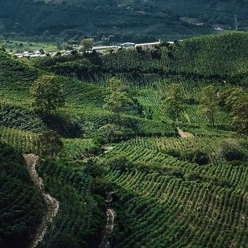 Kaffe från Costa Rica: Regioner, smakprofiler och varför det är världsklass
