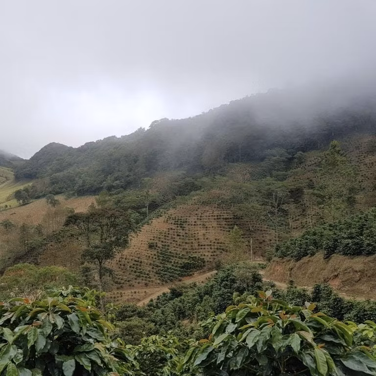 Kaffe från Honduras: Smakprofiler, regioner och varför specialkaffe härifrån dominerar