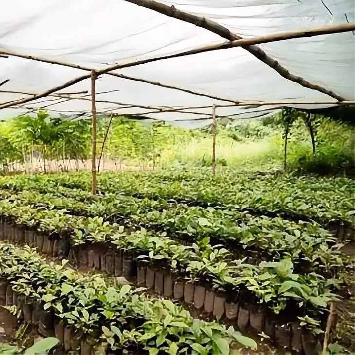 Kaffe från Ghana: Västafrikas nya specialkaffe på frammarsch | Hälla Kafferosteri