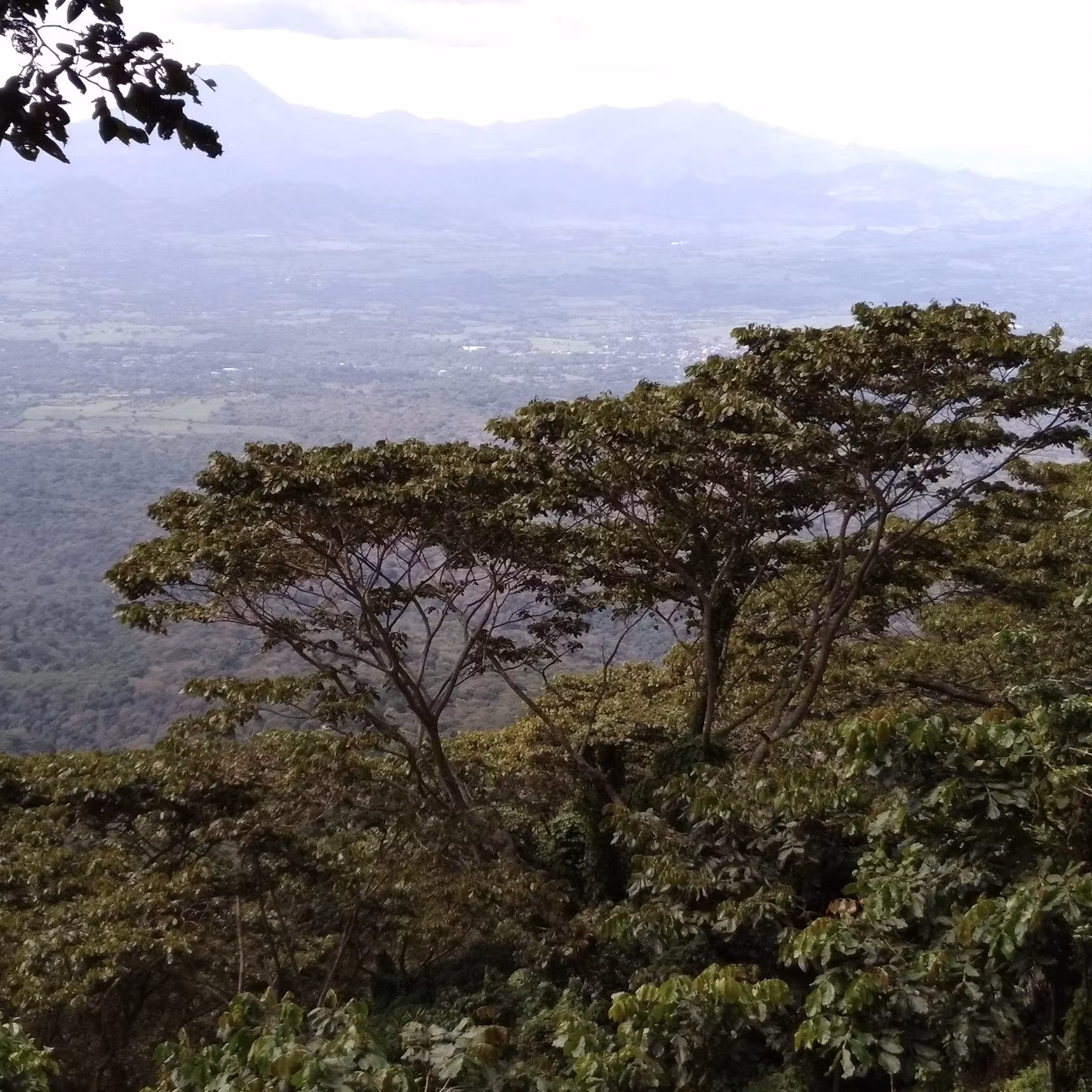Kaffe från El Salvador: Bourbon, Pacamara och smakprofiler i världsklass