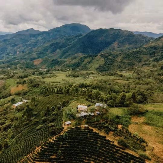 Kaffe från Peru: Ekologiskt specialkaffe med unik smak och ursprung