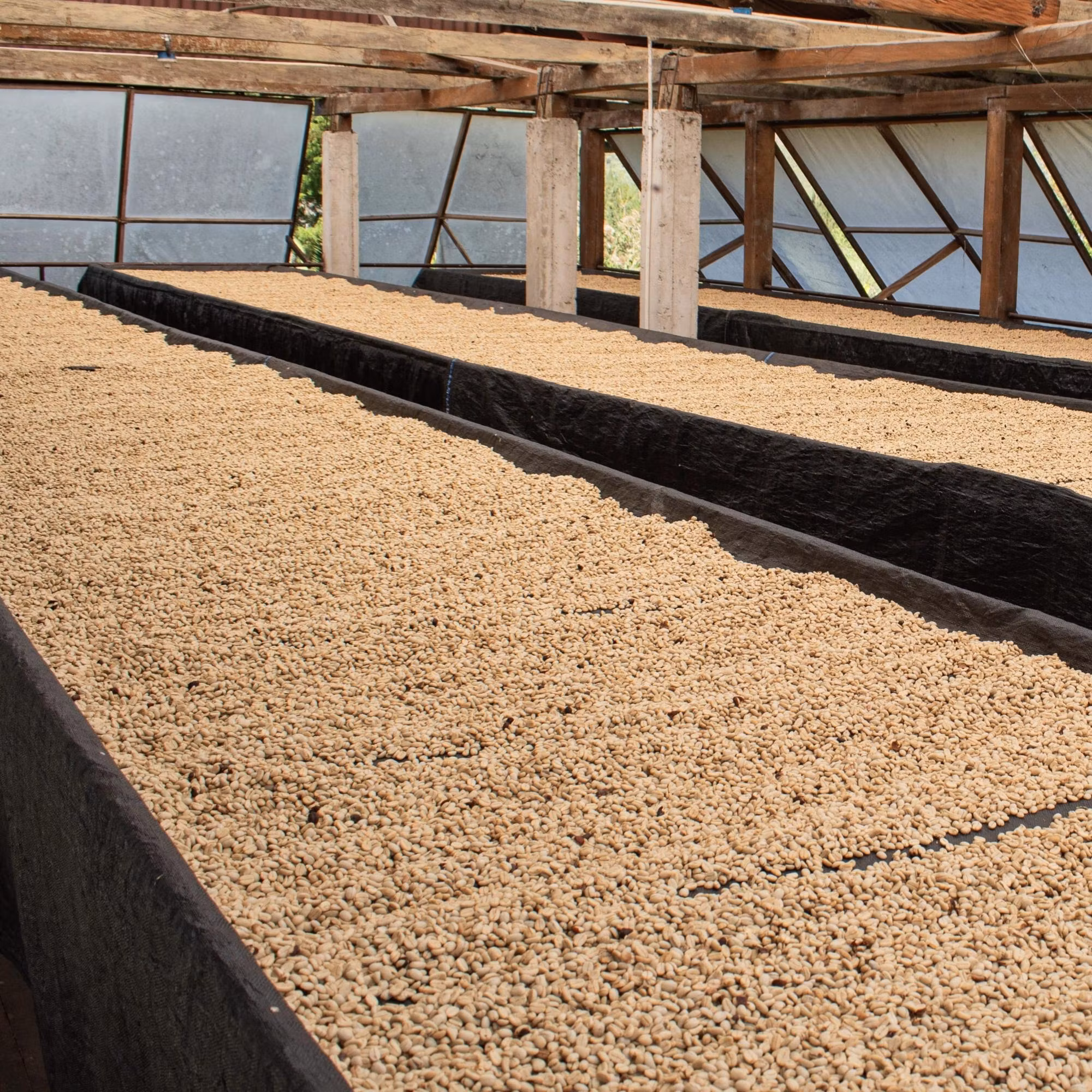 Washed / tvättat Specialkaffe: Guiden till tvättat kaffe