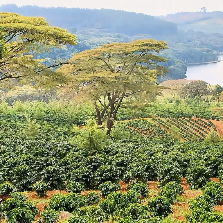 Specialkaffe från Zimbabwe: En glömd kaffeskatt gör comeback | Hälla Kafferosteri