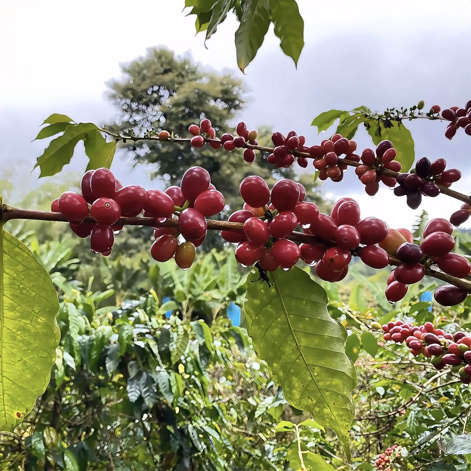 Vad är Pacamara? Guide till El Salvadors unika jätteböna | Hälla Kafferosteri