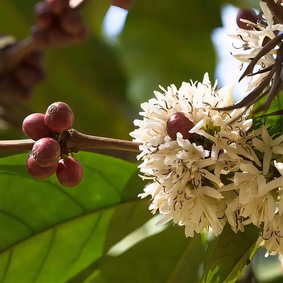 Vad är Coffea Liberica? Guide till smak, historia & odling | Hälla Kafferosteri