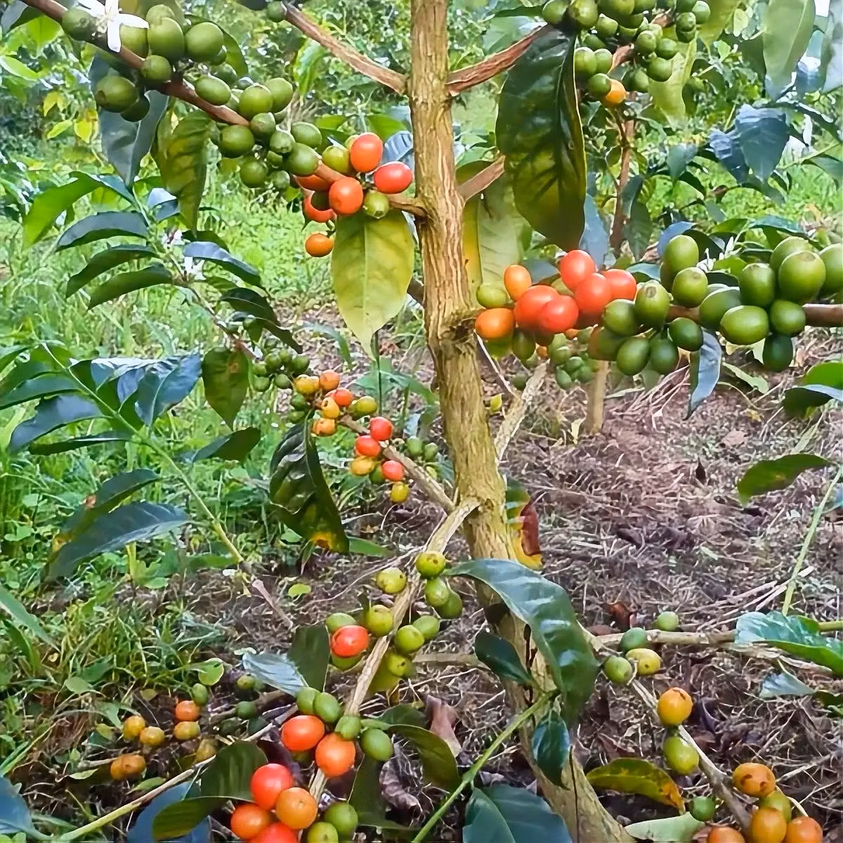 Vad är Wush Wush-kaffe? Guide till ursprung & smak | Hälla Kafferosteri