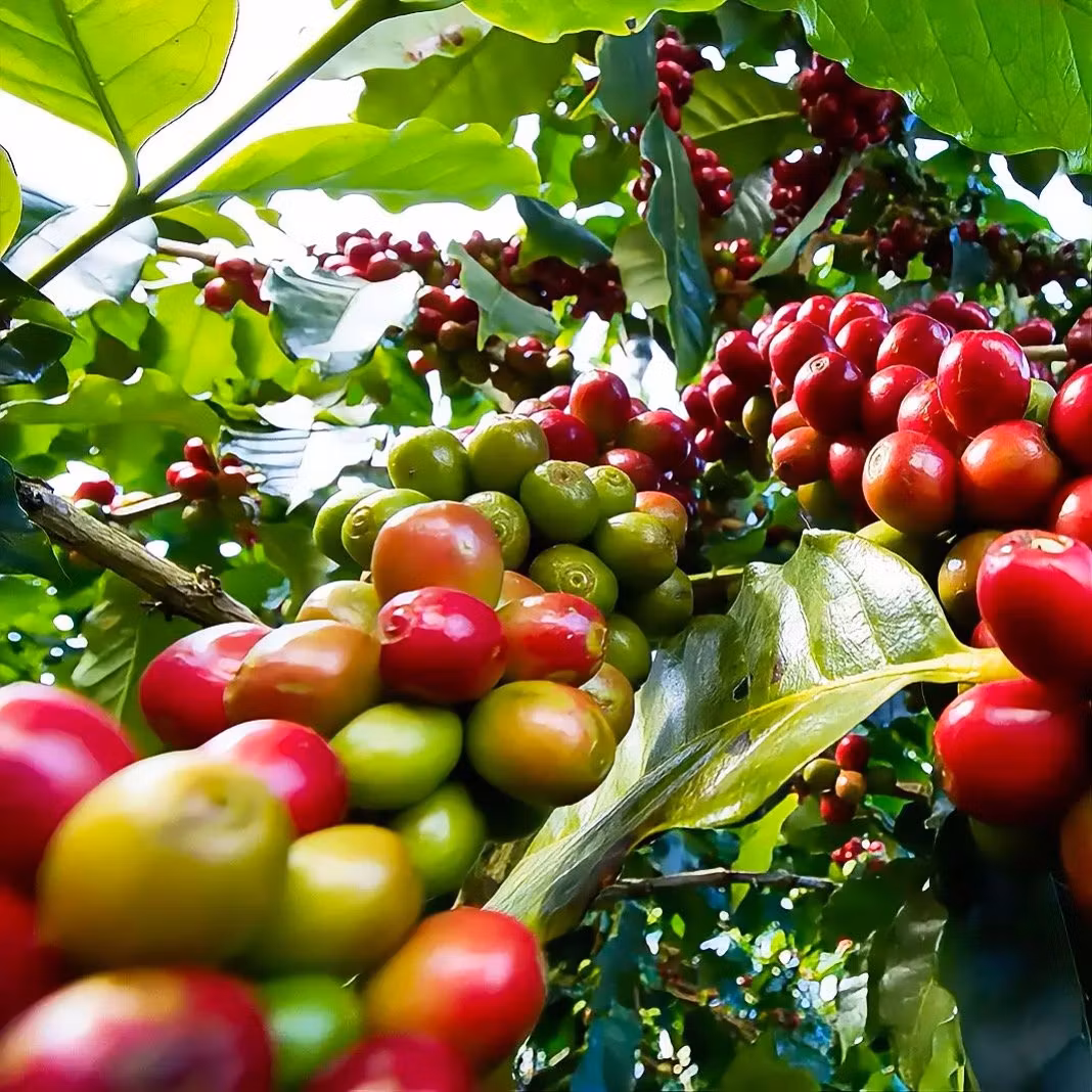 Vad är Ruiru 11 kaffe? Ursprung, Smak & Historia | Hälla Kafferosteri