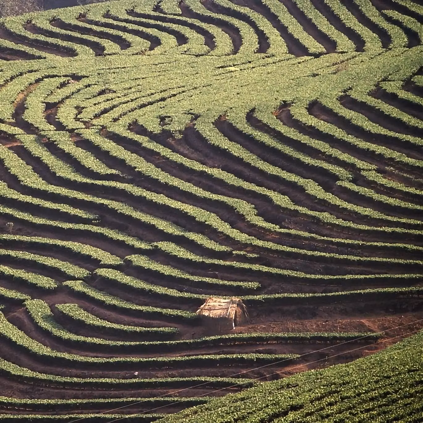 Den kinesiska kafferevolutionen: Från Yunnan till Shanghai | Hälla Kafferosteri