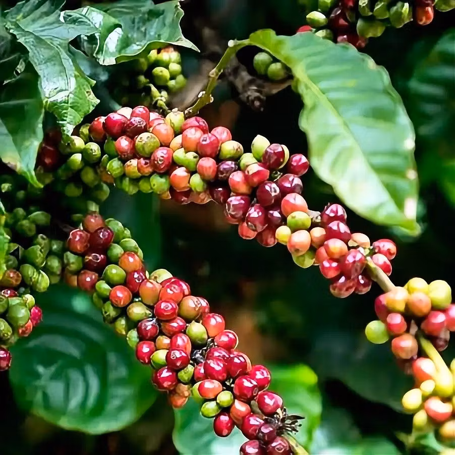 Kaffe i Liberia: Allt om historien, regionerna och unika Coffea Liberica | Hälla Kafferosteri