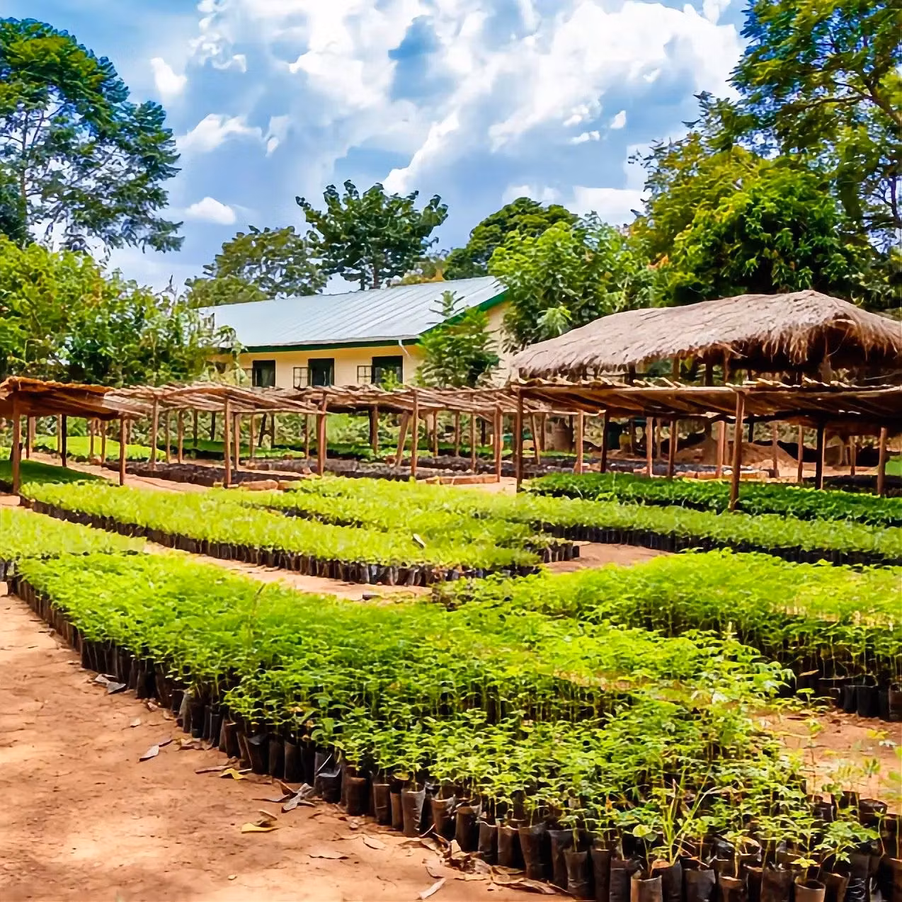 Specialkaffe från Angola: En bortglömd jättes återkomst | Hälla Kafferosteri
