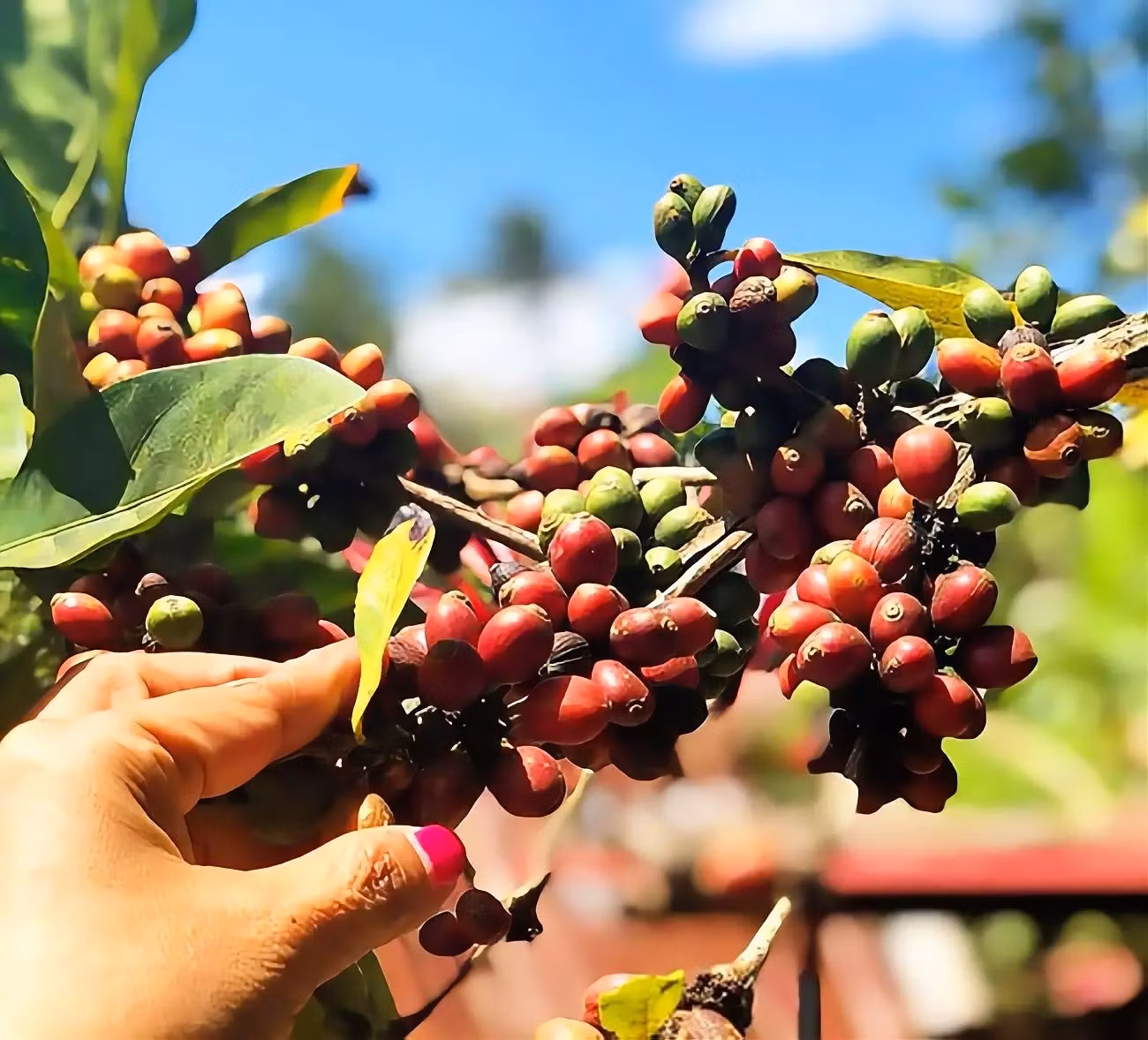 Kaffe från Filippinerna – Historia, Smak & Liberica | Hälla Kafferosteri
