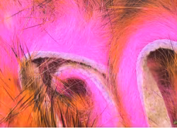 Tiger Barred Rabbit strips