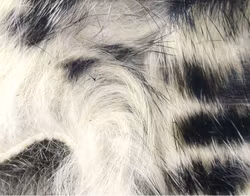 Barred Magnum rabbitstrips