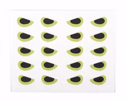 Pacchiarini's  angry predator eys