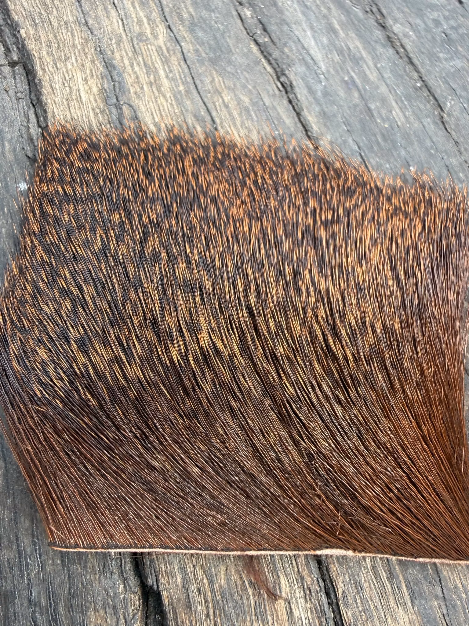 Deer Body Hair