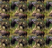 Moose