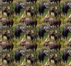 Moose