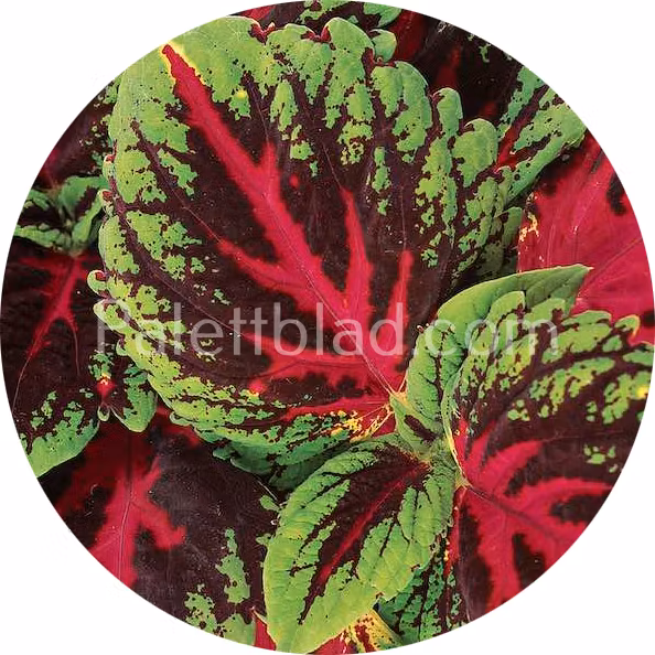 Kong Red 5 seeds