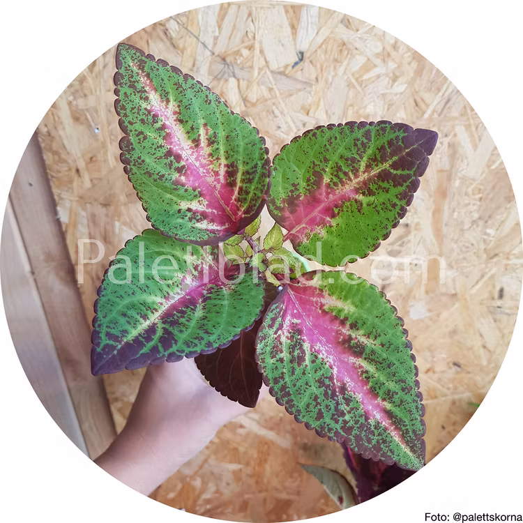 Premium Sun Rose To Lime Magic 5 semi