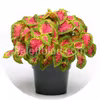 Premium Sun Watermelon 5 graines