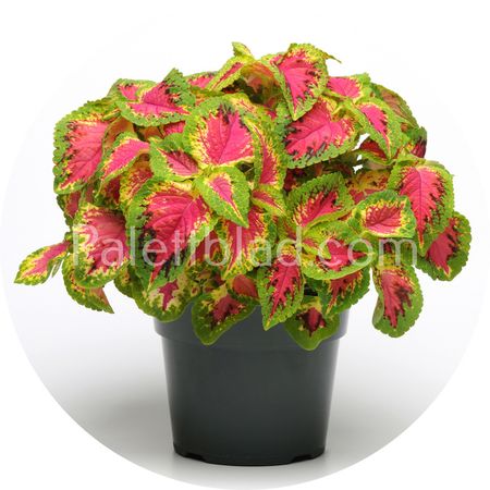Premium Sun Watermelon 5 frø