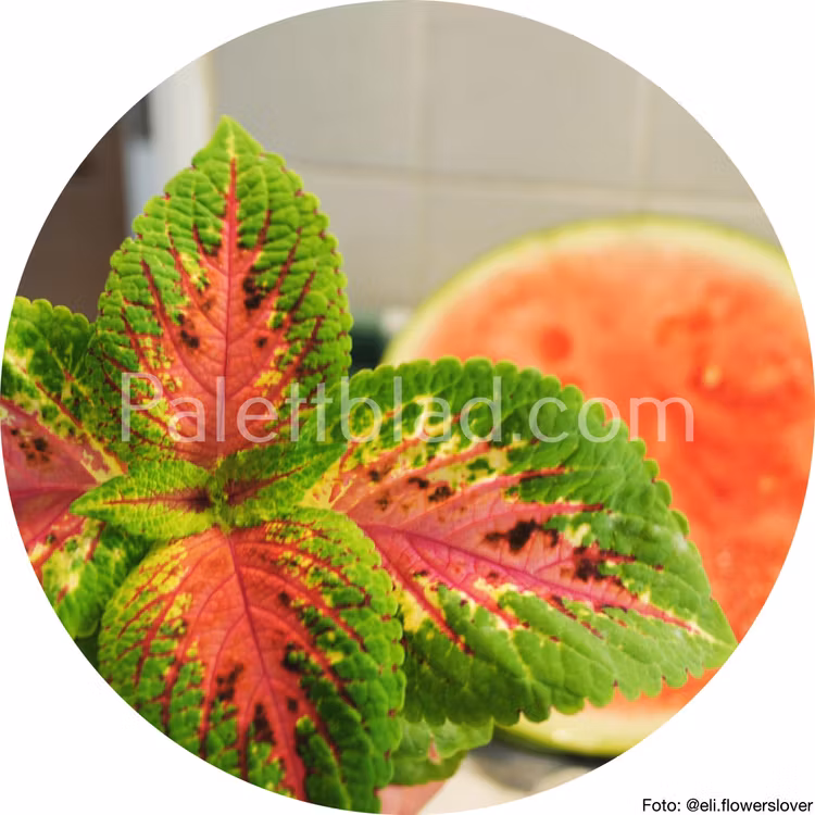 Premium Sun Watermelon 5 semillas