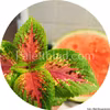 Premium Sun Watermelon 5 graines