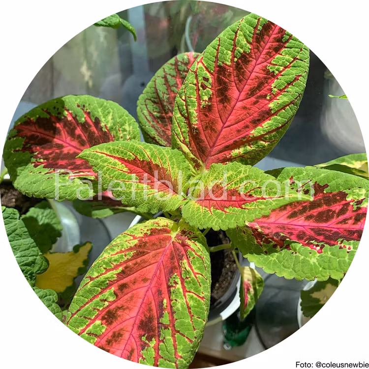 Premium Sun Watermelon 5 semi