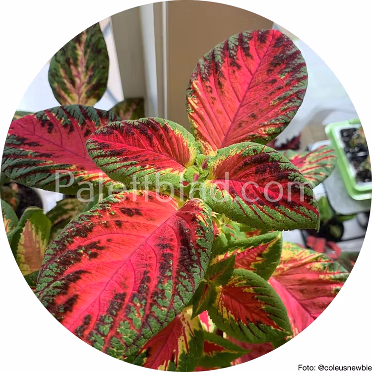 Premium Sun Watermelon 5 semi