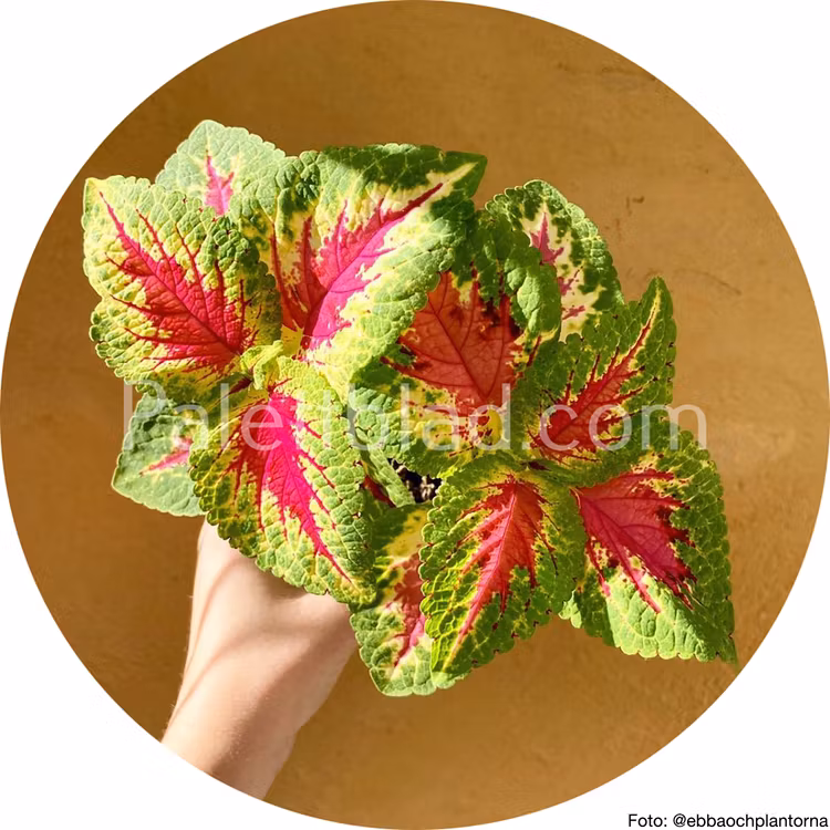 Premium Sun Watermelon 5 semi