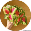 Premium Sun Watermelon 5 graines