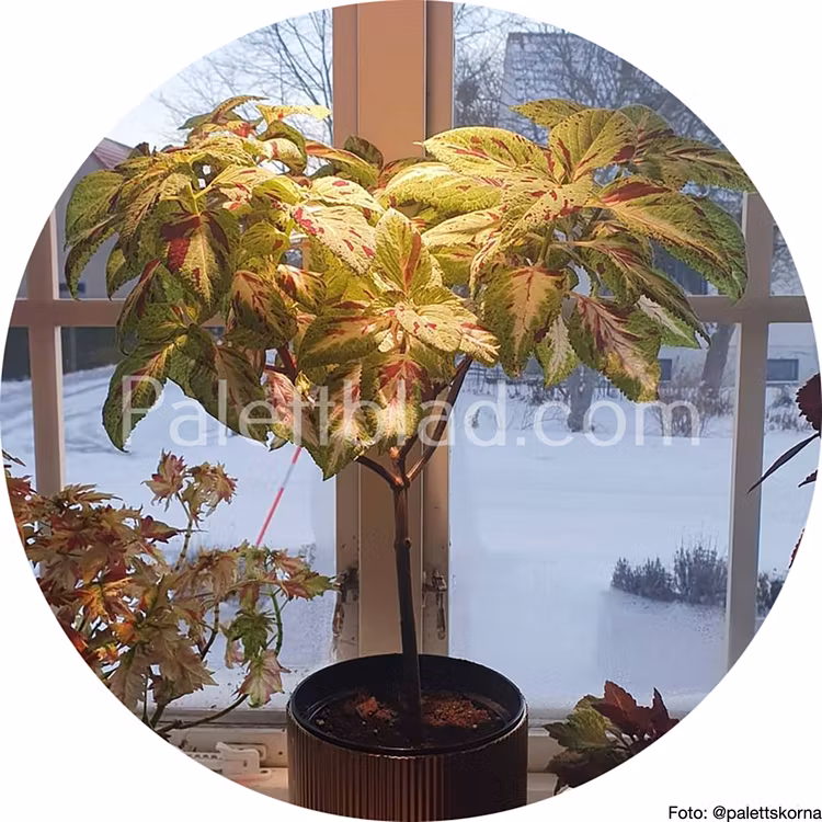 Premium Sun Rose To Lime Magic 5 semi