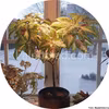 Premium Sun Rose To Lime Magic 5 frön
