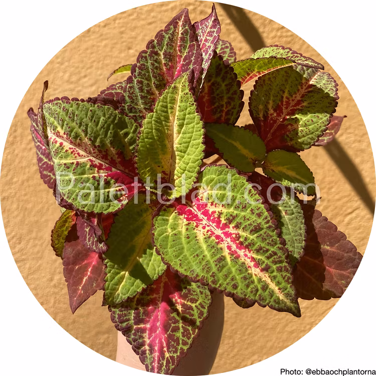 Premium Sun Rose To Lime Magic 5 semi